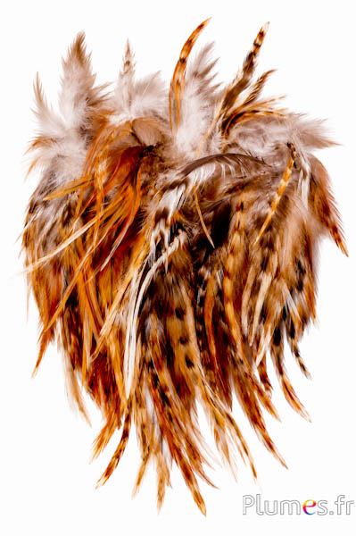Gallo - 8-12 cm - misto naturale